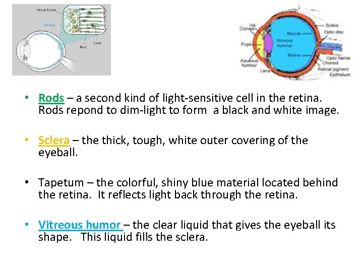  • Rods – a second kind of light-sensitive cell in the retina. Rods