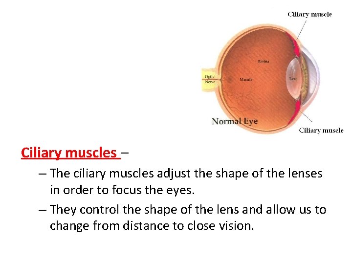 Ciliary muscles – – The ciliary muscles adjust the shape of the lenses in