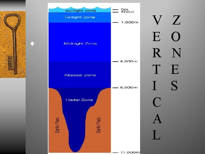 ¨ V E R T I C A L Z O N E S