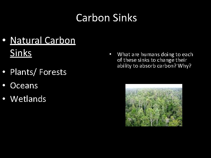 Carbon Sinks • Natural Carbon Sinks • Plants/ Forests • Oceans • Wetlands •