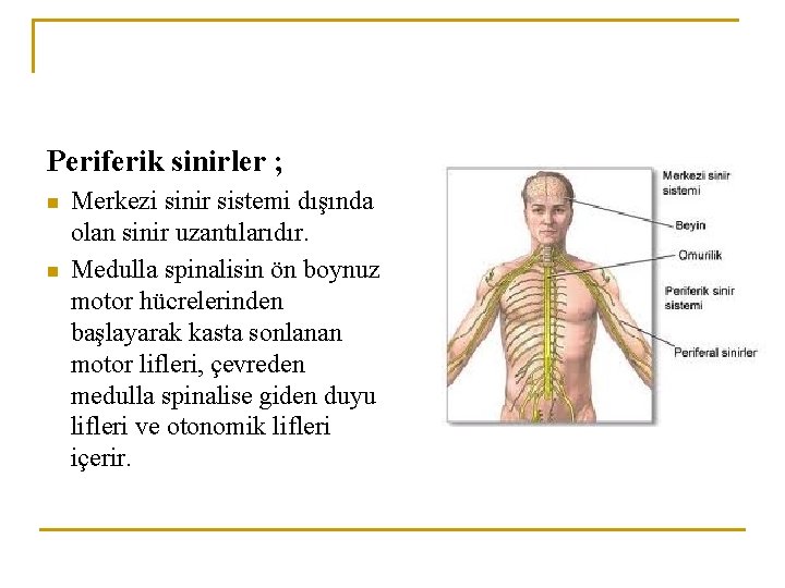 Periferik sinirler ; n n Merkezi sinir sistemi dışında olan sinir uzantılarıdır. Medulla spinalisin