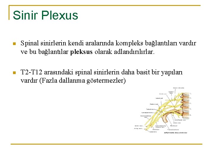 Sinir Plexus n Spinal sinirlerin kendi aralarında kompleks bağlantıları vardır ve bu bağlantılar pleksus