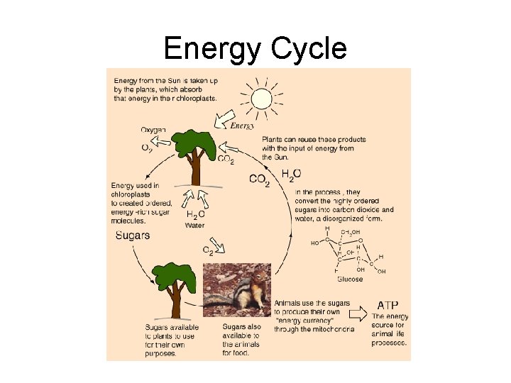 Energy Cycle 