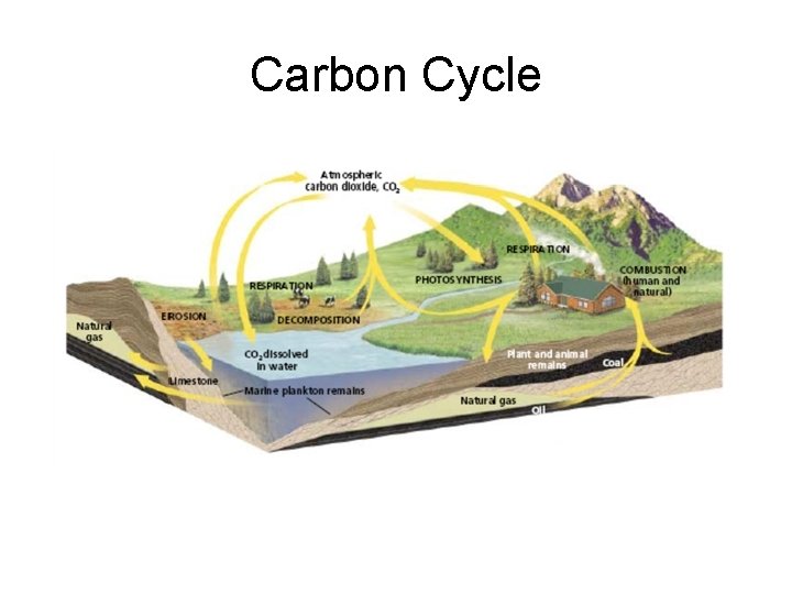 Carbon Cycle 