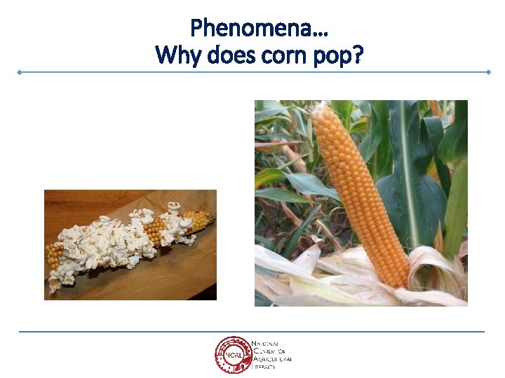 Phenomena… Why does corn pop? 
