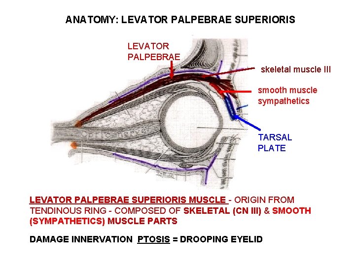 ANATOMY: LEVATOR PALPEBRAE SUPERIORIS LEVATOR PALPEBRAE skeletal muscle III smooth muscle sympathetics TARSAL PLATE