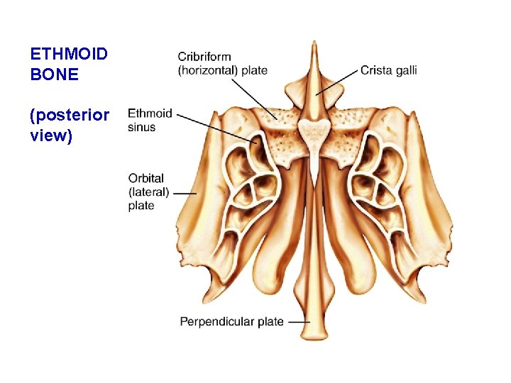 ETHMOID BONE (posterior view) 