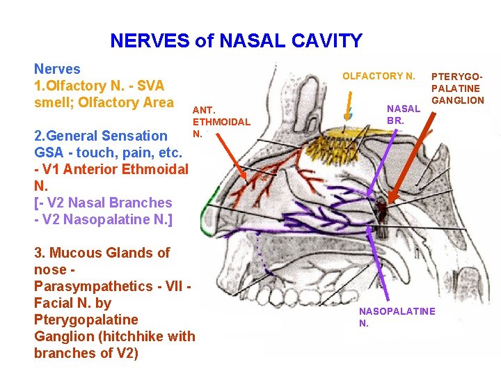 NERVES of NASAL CAVITY Nerves 1. Olfactory N. - SVA smell; Olfactory Area 2.