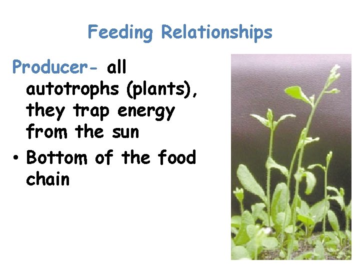 Feeding Relationships Producer- all autotrophs (plants), they trap energy from the sun • Bottom