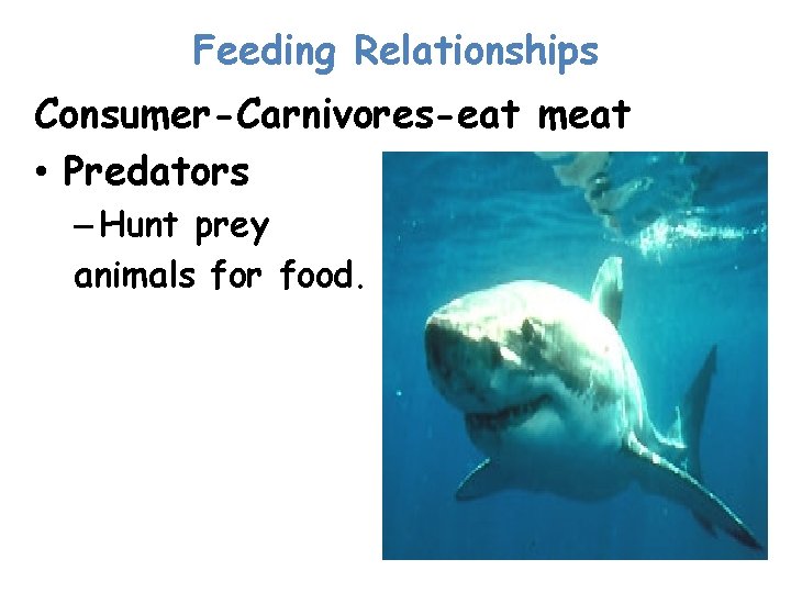 Feeding Relationships Consumer-Carnivores-eat meat • Predators – Hunt prey animals for food. 