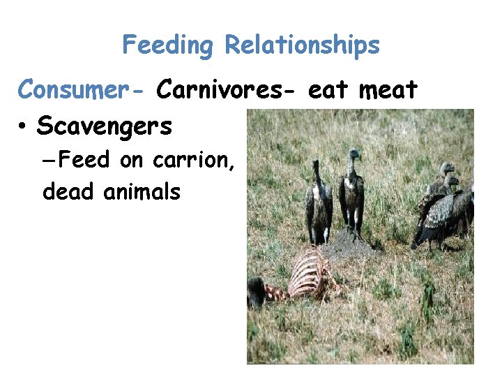 Feeding Relationships Consumer- Carnivores- eat meat • Scavengers – Feed on carrion, dead animals