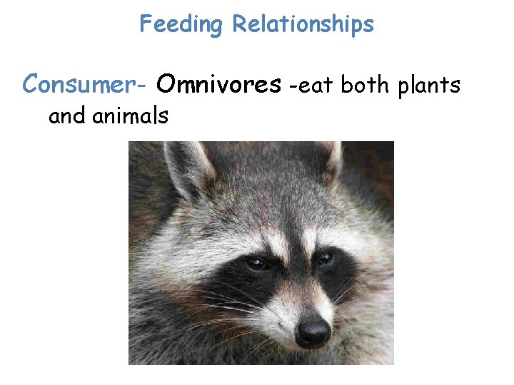 Feeding Relationships Consumer- Omnivores -eat both plants and animals 