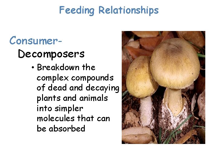 Feeding Relationships Consumer. Decomposers • Breakdown the complex compounds of dead and decaying plants