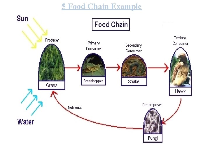 5 Food Chain Example 