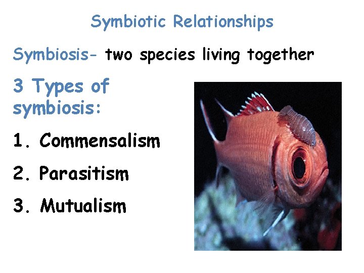 Symbiotic Relationships Symbiosis- two species living together 3 Types of symbiosis: 1. Commensalism 2.