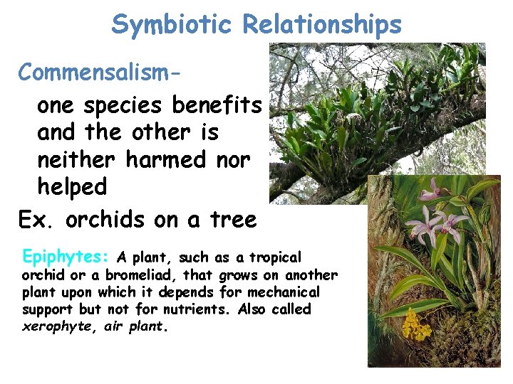 Symbiotic Relationships Commensalismone species benefits and the other is neither harmed nor helped Ex.