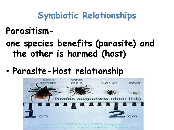 Symbiotic Relationships Parasitismone species benefits (parasite) and the other is harmed (host) • Parasite-Host