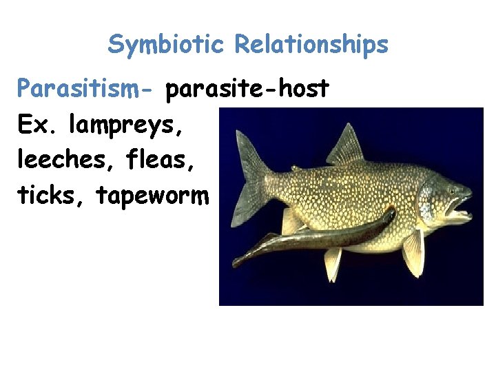 Symbiotic Relationships Parasitism- parasite-host Ex. lampreys, leeches, fleas, ticks, tapeworm 