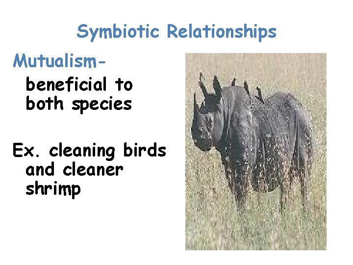 Symbiotic Relationships Mutualismbeneficial to both species Ex. cleaning birds and cleaner shrimp 