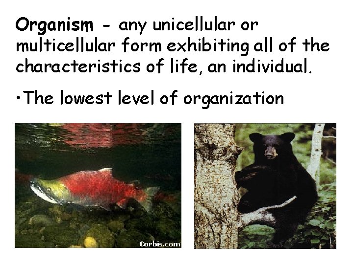 Organism - any unicellular or multicellular form exhibiting all of the characteristics of life,