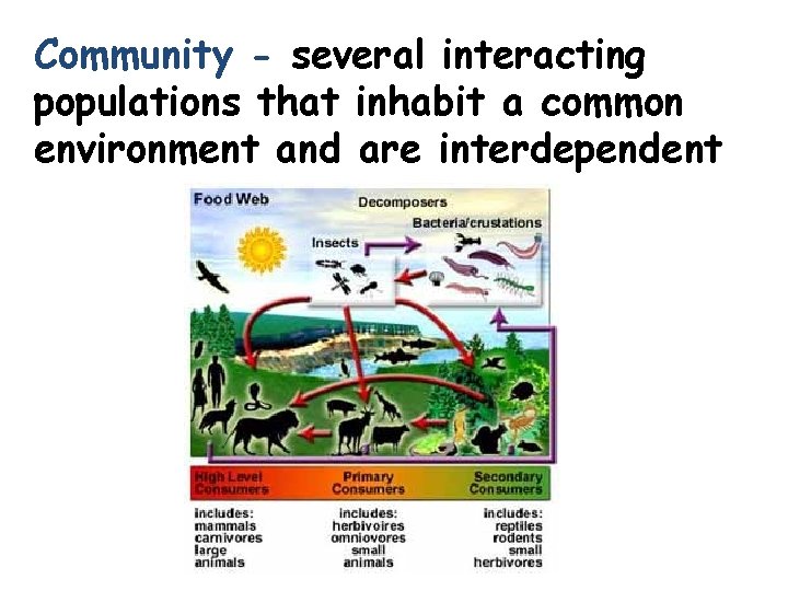 Community - several interacting populations that inhabit a common environment and are interdependent. 