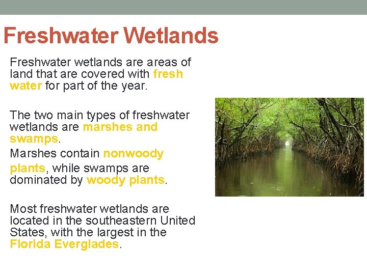 Freshwater Wetlands Freshwater wetlands areas of land that are covered with fresh water for