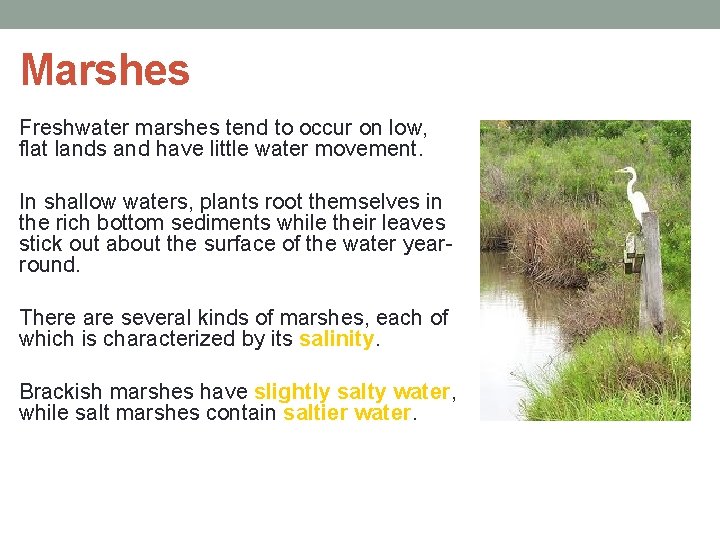 Marshes Freshwater marshes tend to occur on low, flat lands and have little water