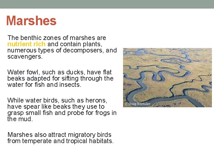 Marshes The benthic zones of marshes are nutrient rich and contain plants, numerous types