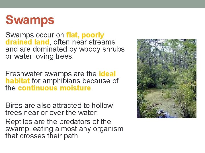 Swamps occur on flat, poorly drained land, often near streams and are dominated by