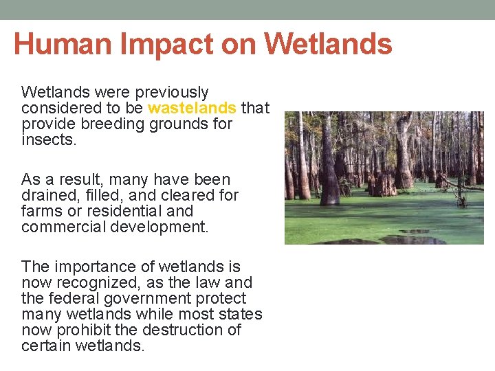 Human Impact on Wetlands were previously considered to be wastelands that provide breeding grounds