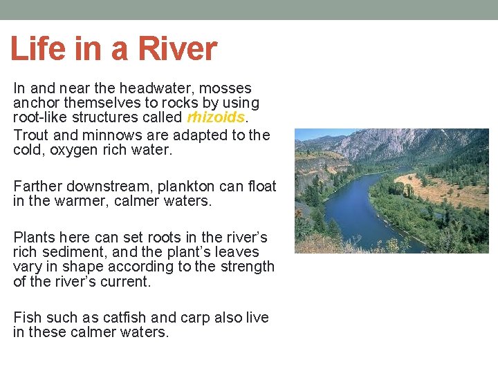 Life in a River In and near the headwater, mosses anchor themselves to rocks