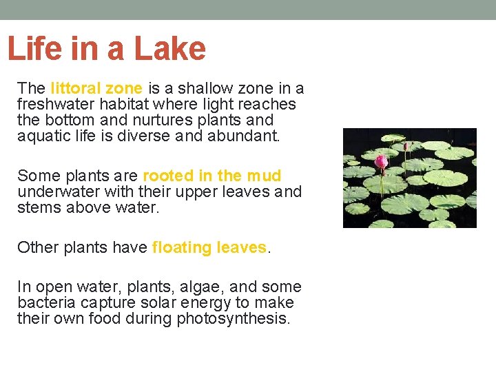 Life in a Lake The littoral zone is a shallow zone in a freshwater