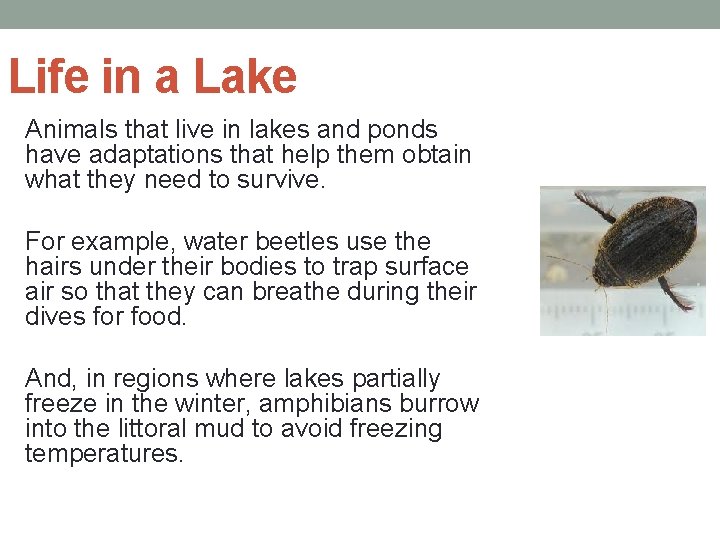Life in a Lake Animals that live in lakes and ponds have adaptations that
