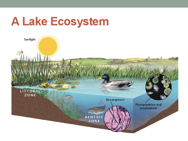 A Lake Ecosystem 