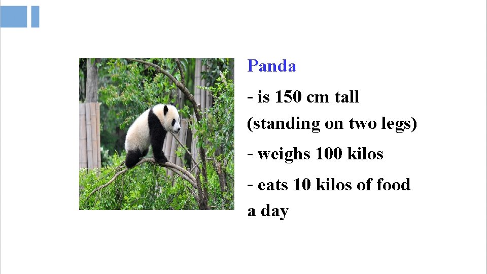 Panda - is 150 cm tall (standing on two legs) - weighs 100 kilos