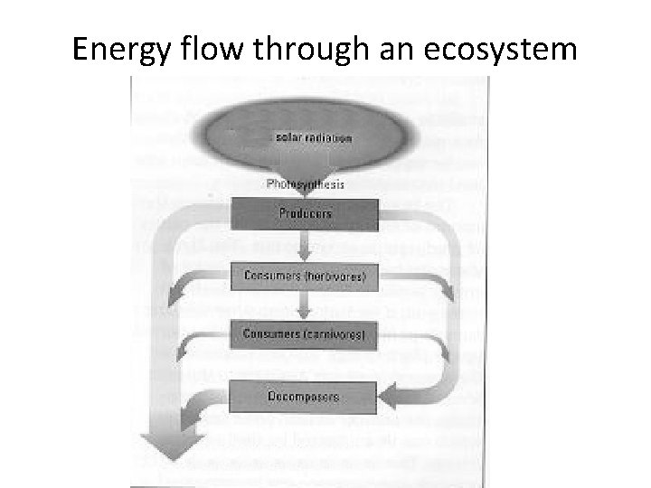 Energy flow through an ecosystem 