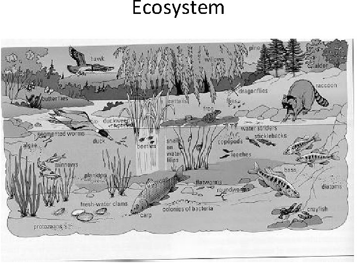 Ecosystem 