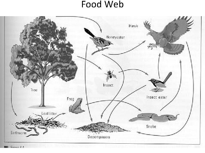 Food Web 