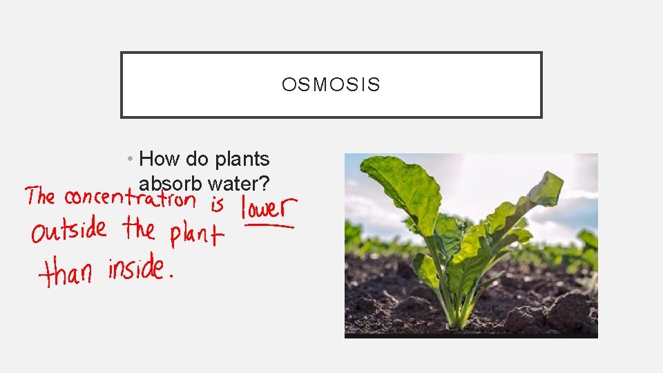 OSMOSIS • How do plants absorb water? 