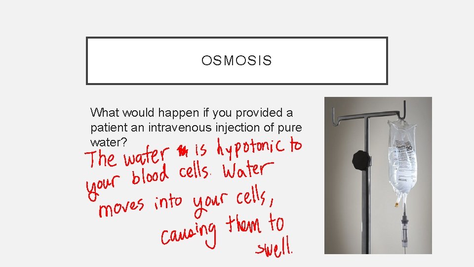 OSMOSIS What would happen if you provided a patient an intravenous injection of pure