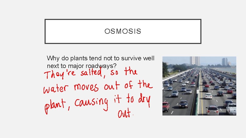 OSMOSIS Why do plants tend not to survive well next to major roadways? 