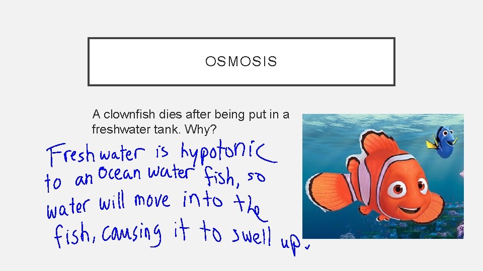 OSMOSIS A clownfish dies after being put in a freshwater tank. Why? 