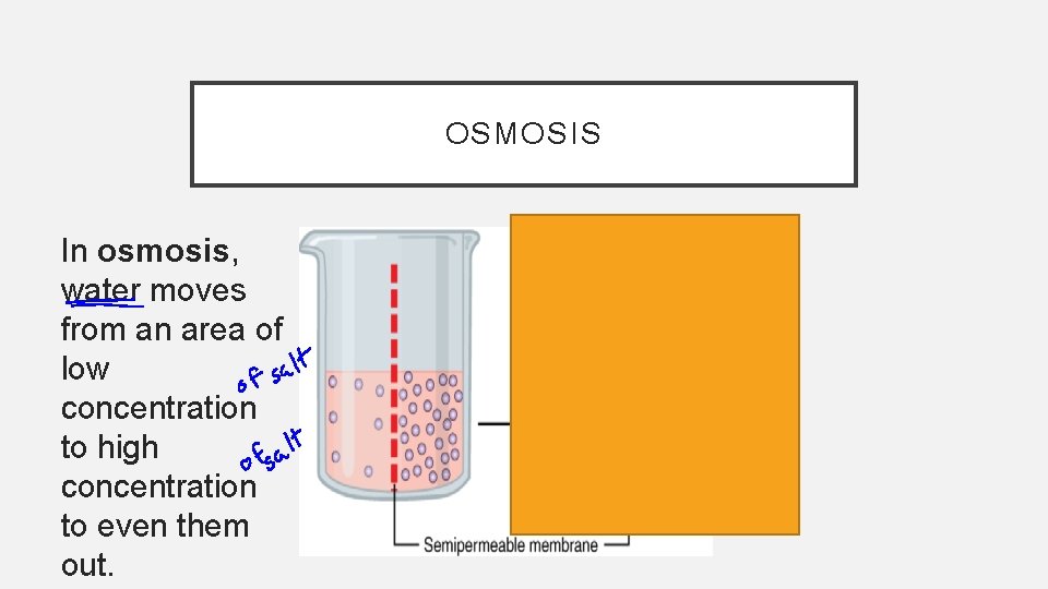 OSMOSIS In osmosis, water moves from an area of low concentration to high concentration