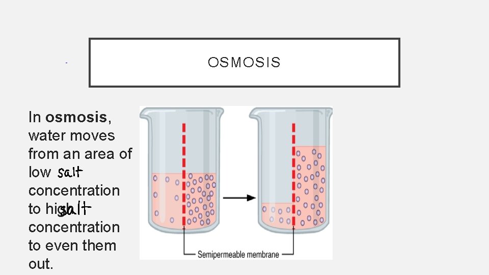 OSMOSIS In osmosis, water moves from an area of low concentration to high concentration