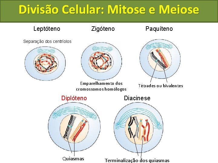 Divisão Celular: Mitose e Meiose Leptóteno Paquíteno Zigóteno Separação dos centríolos Emparelhamento dos cromossomos