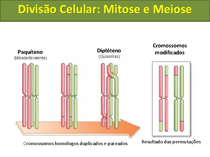 Divisão Celular: Mitose e Meiose Paquíteno (tétrade/bivalente) Diplóteno (Quiasmas) Cromossomos homólogos duplicados e pareados