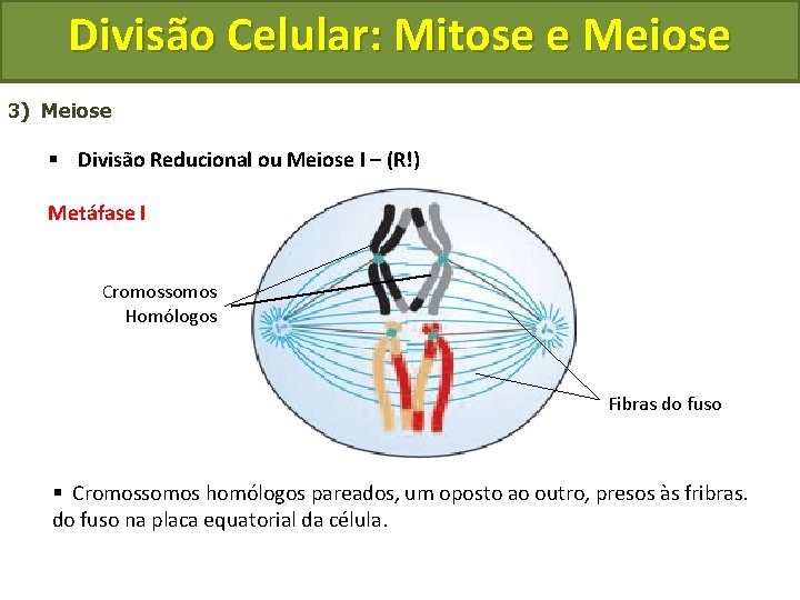 Divisão Celular: Mitose e Meiose 3) Meiose § Divisão Reducional ou Meiose I –