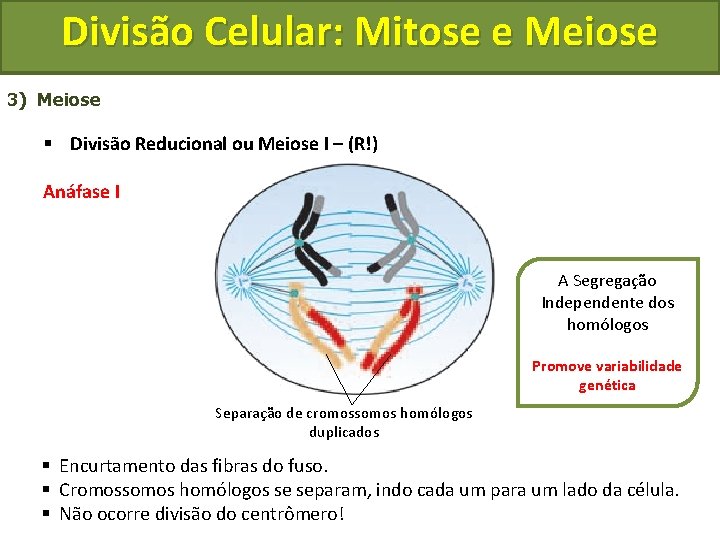 Divisão Celular: Mitose e Meiose 3) Meiose § Divisão Reducional ou Meiose I –