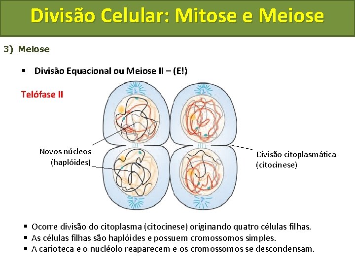 Divisão Celular: Mitose e Meiose 3) Meiose § Divisão Equacional ou Meiose II –