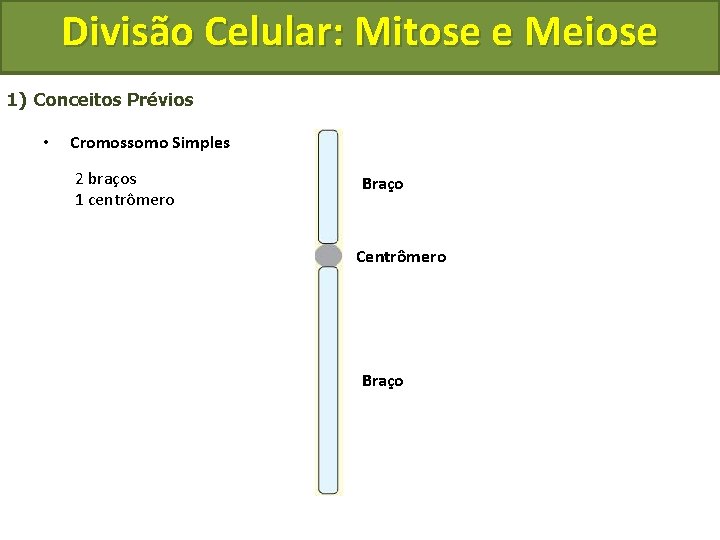 Divisão Celular: Mitose e Meiose 1) Conceitos Prévios • Cromossomo Simples 2 braços 1